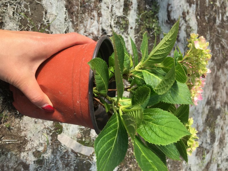 绣球花基地直销，无尽夏绣球花价格，绣球花18双色杯