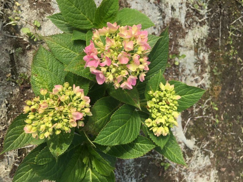 绣球花基地直销，无尽夏绣球花价格，绣球花18双色杯