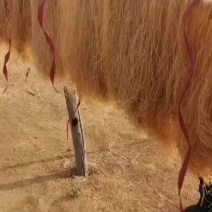 粉条