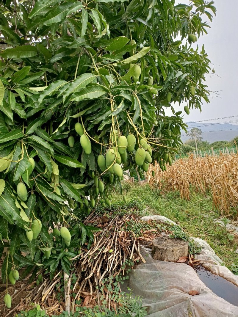 元江三年芒果，挂树上自然熟的的，五月份上市