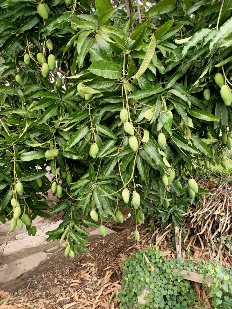 元江三年芒果，挂树上自然熟的的，五月份上市