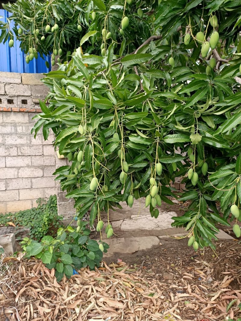 元江三年芒果，挂树上自然熟的的，五月份上市