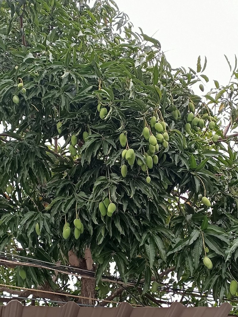 元江三年芒果，挂树上自然熟的的，五月份上市