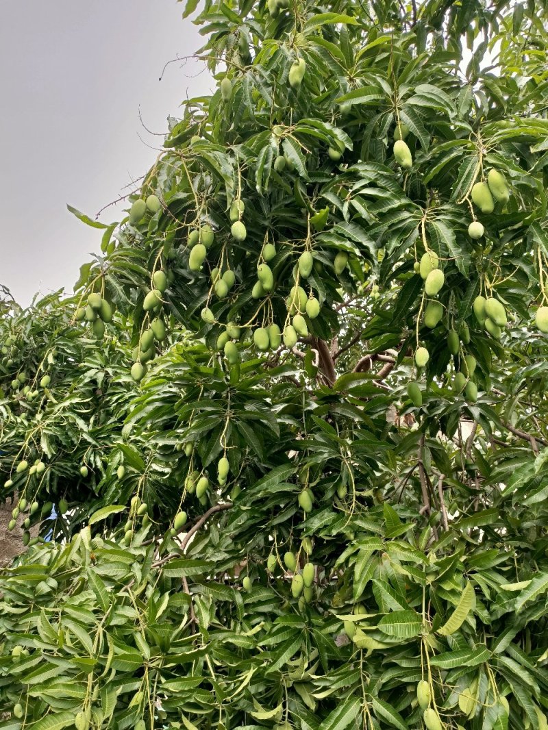 元江三年芒果，挂树上自然熟的的，五月份上市