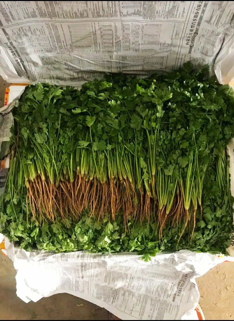 河北，大叶香菜，可来实地看货