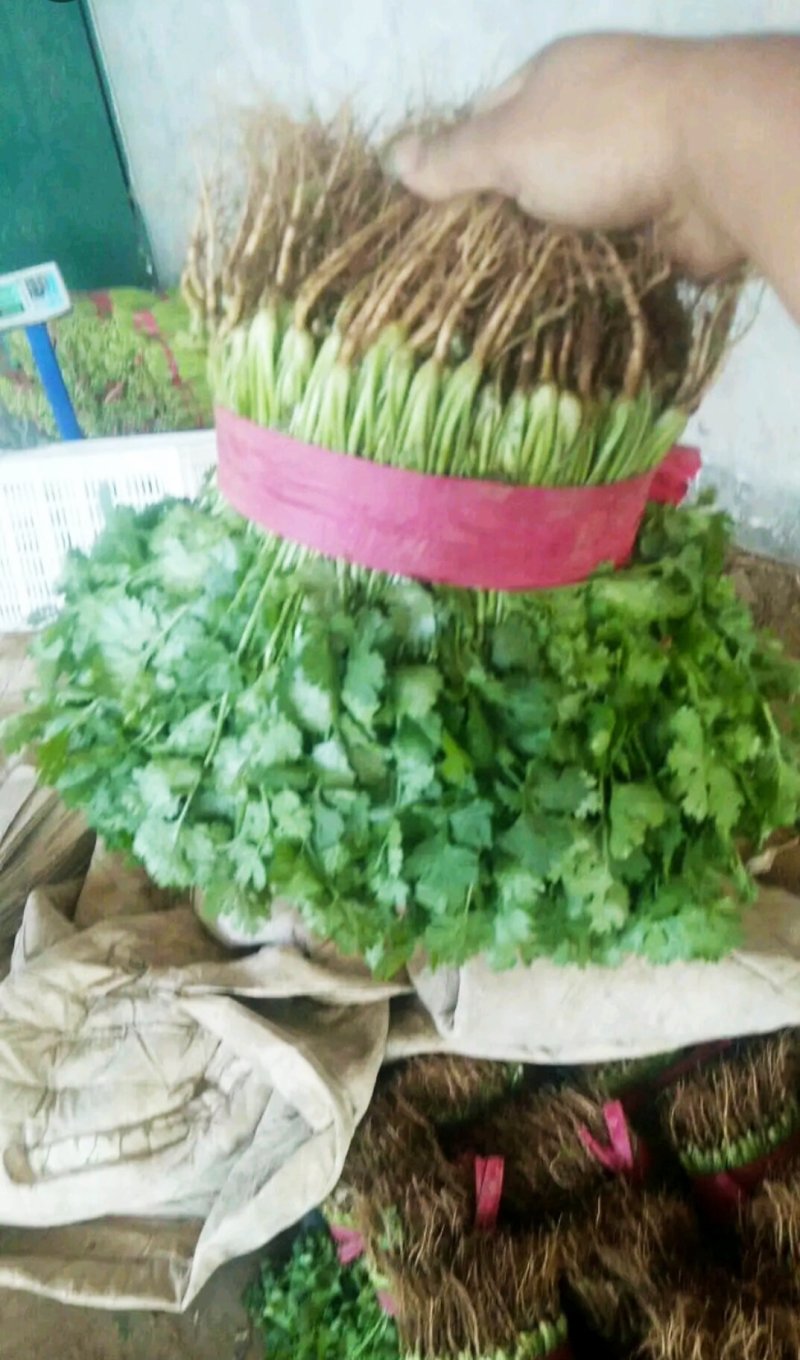 河北，大叶香菜，可来实地看货