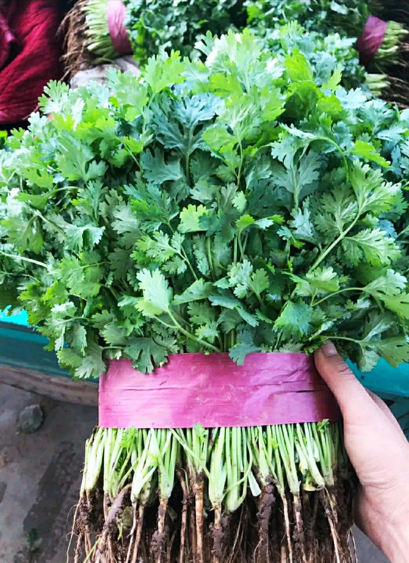 河北，大叶香菜，可来实地看货