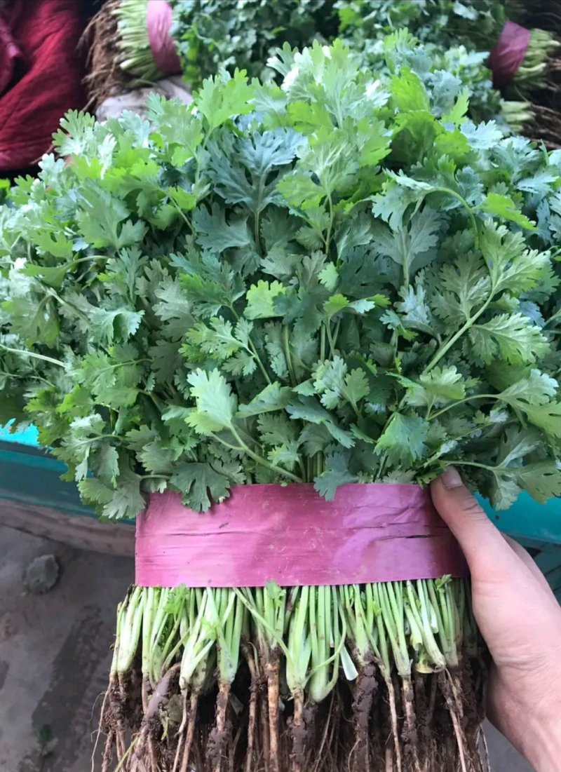 河北，大叶香菜，可来实地看货