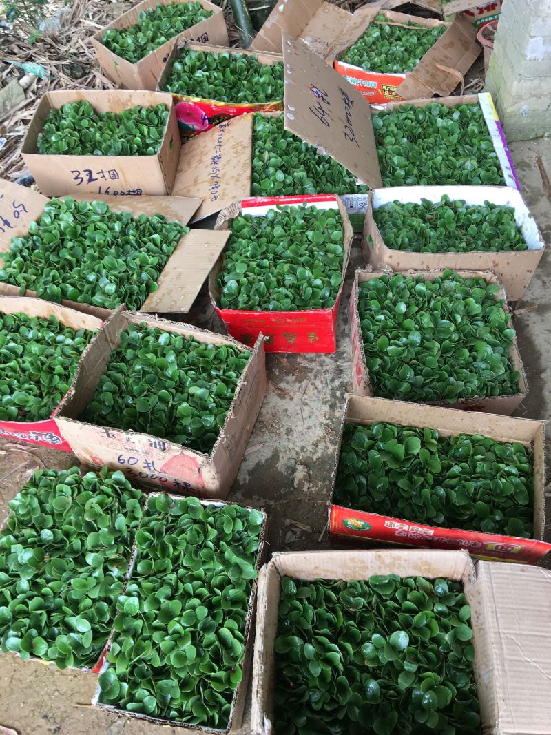 八角小苗优质大红八角种子小苗苗圃基地