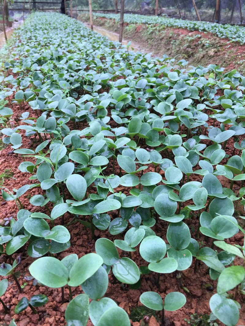 八角小苗优质大红八角种子小苗苗圃基地