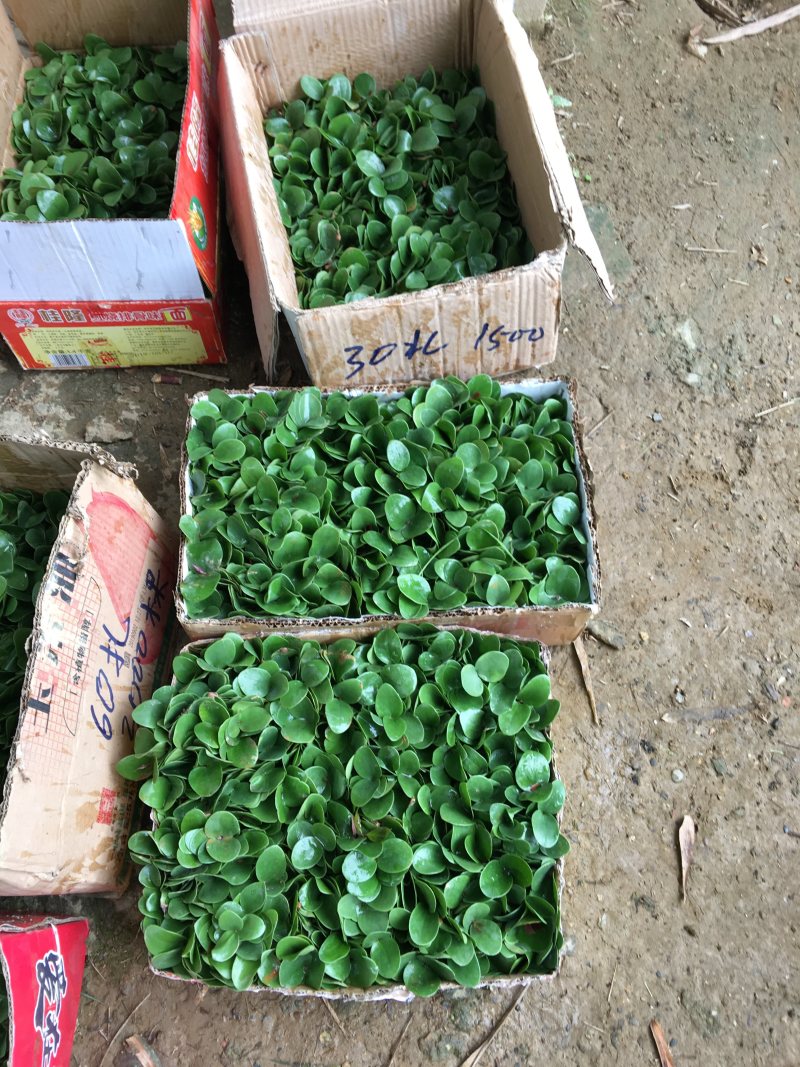 八角小苗优质大红八角种子小苗苗圃基地