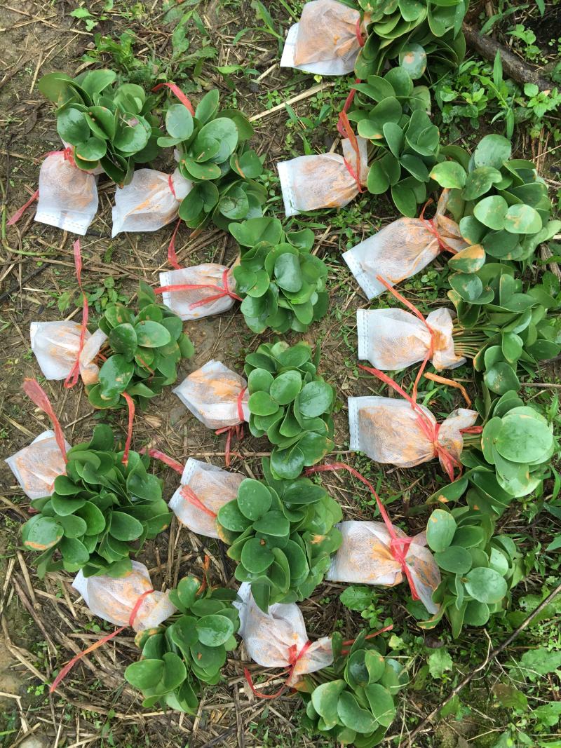 八角小苗优质大红八角种子小苗苗圃基地