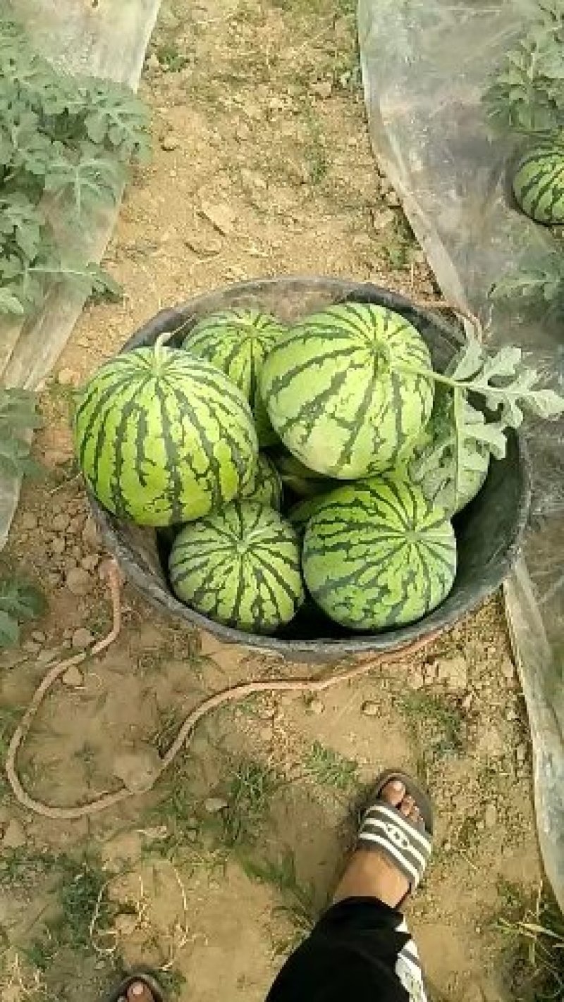 供应优质大棚西瓜，多种优质品种，欢迎选购，有意者电联谢谢