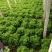 生菜苗结球生菜球生菜苗提供技术支持1
