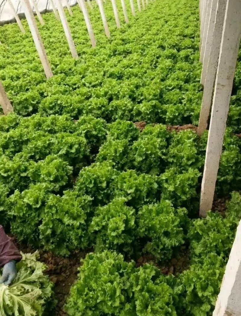 生菜苗结球生菜球生菜苗提供技术支持1