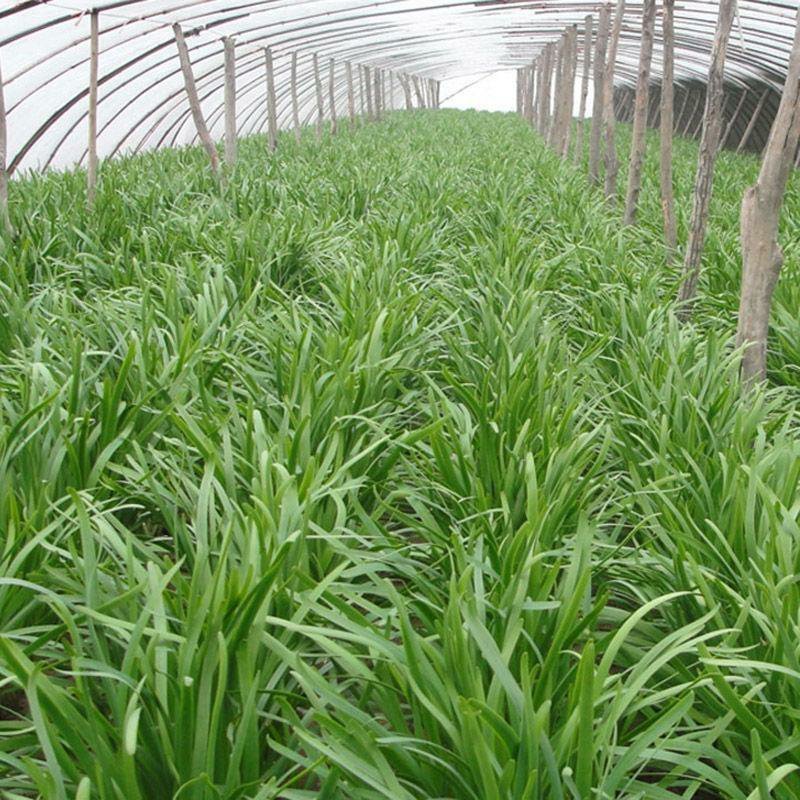 【四季韭菜种子】室内阳台盆栽蔬菜种子庭院大棚种植送种植说