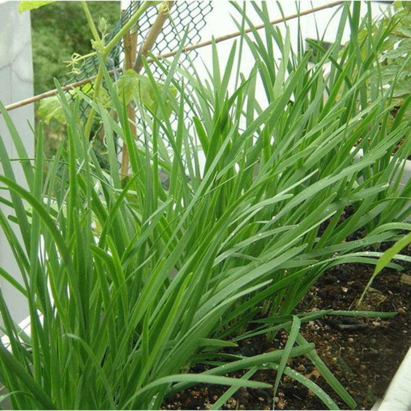 【四季韭菜种子】室内阳台盆栽蔬菜种子庭院大棚种植送种植说
