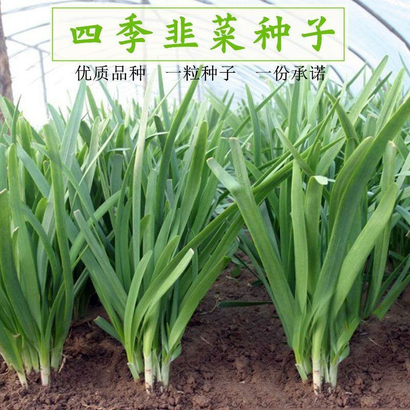 【四季韭菜种子】室内阳台盆栽蔬菜种子庭院大棚种植送种植说