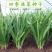 【四季韭菜种子】室内阳台盆栽蔬菜种子庭院大棚种植送种植说