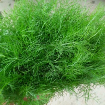 割茬小茴香种子好养的易种回香蔬菜种孑茴香菜种籽四季菜籽种