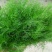 割茬小茴香种子好养的易种回香蔬菜种孑茴香菜种籽四季菜籽种