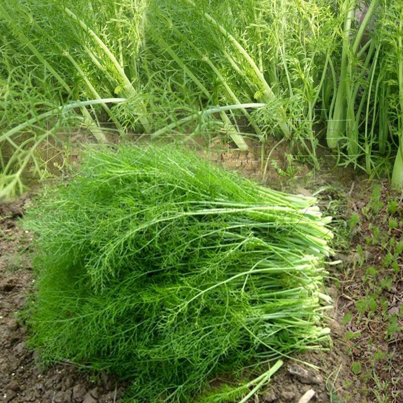 割茬小茴香种子好养的易种回香蔬菜种孑茴香菜种籽四季菜籽种