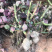 玫瑰大苗小苗