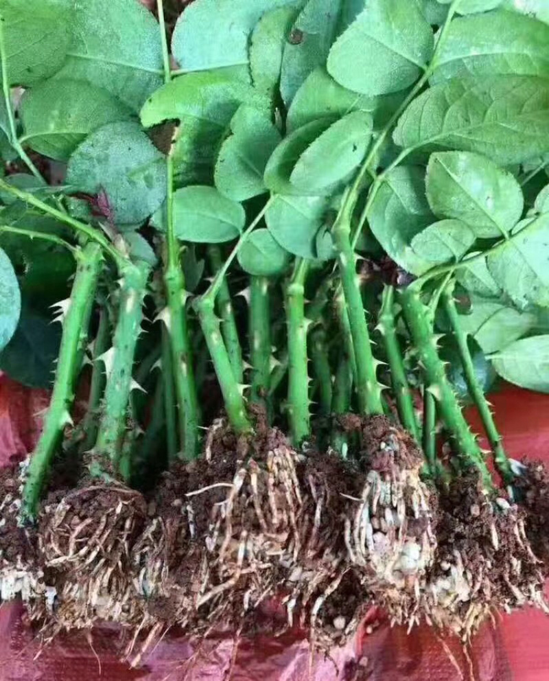 玫瑰大苗小苗