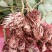 玫瑰大苗小苗