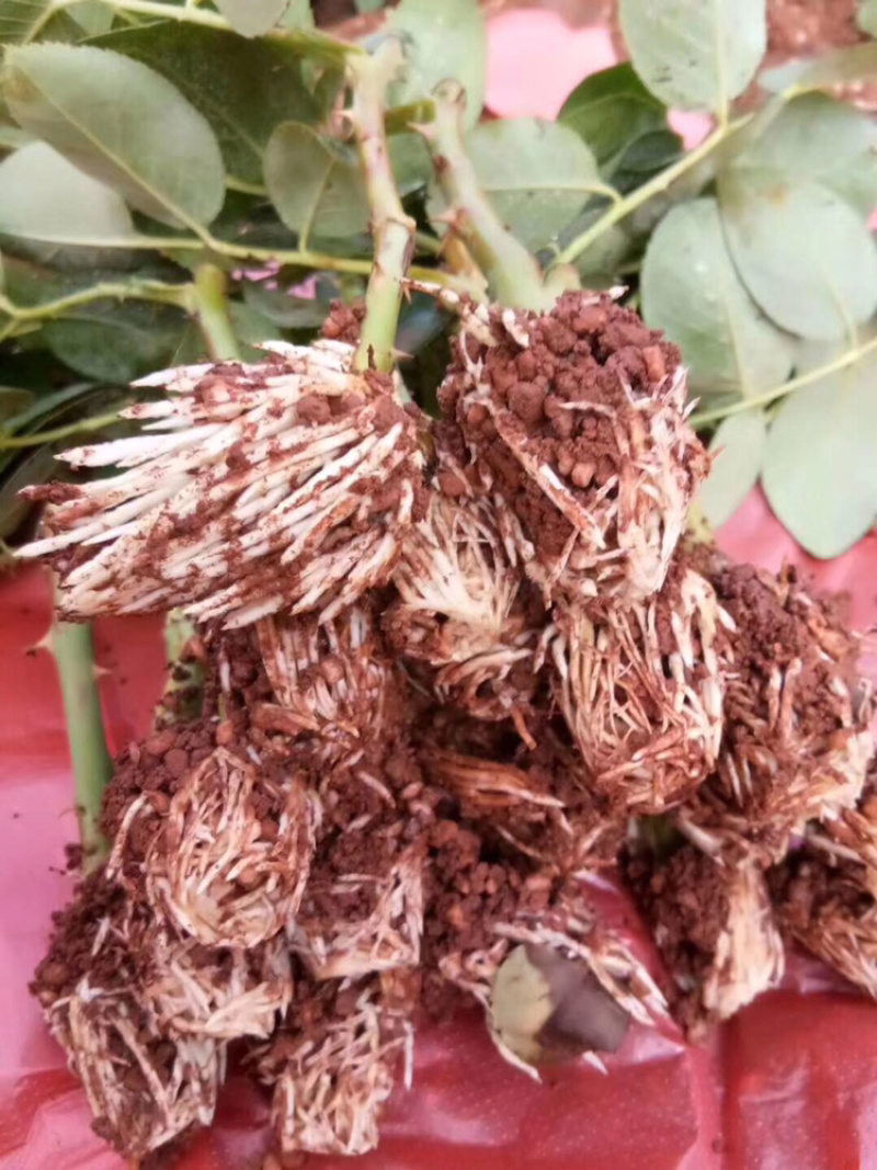 玫瑰大苗小苗