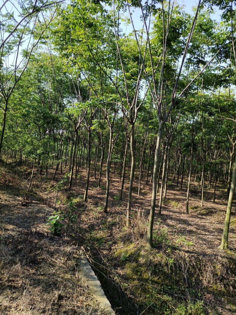 栾树