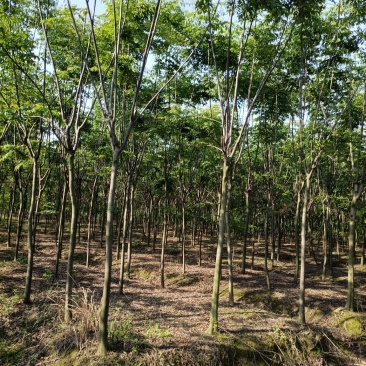 栾树