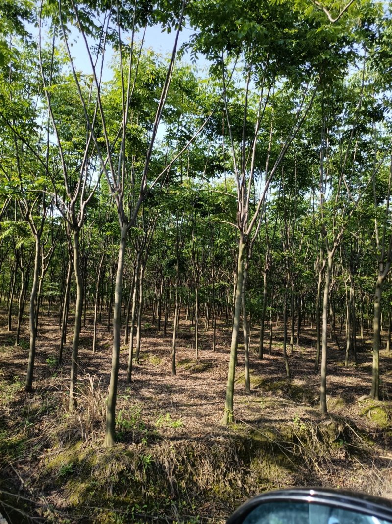 栾树