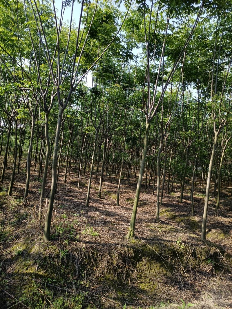 栾树
