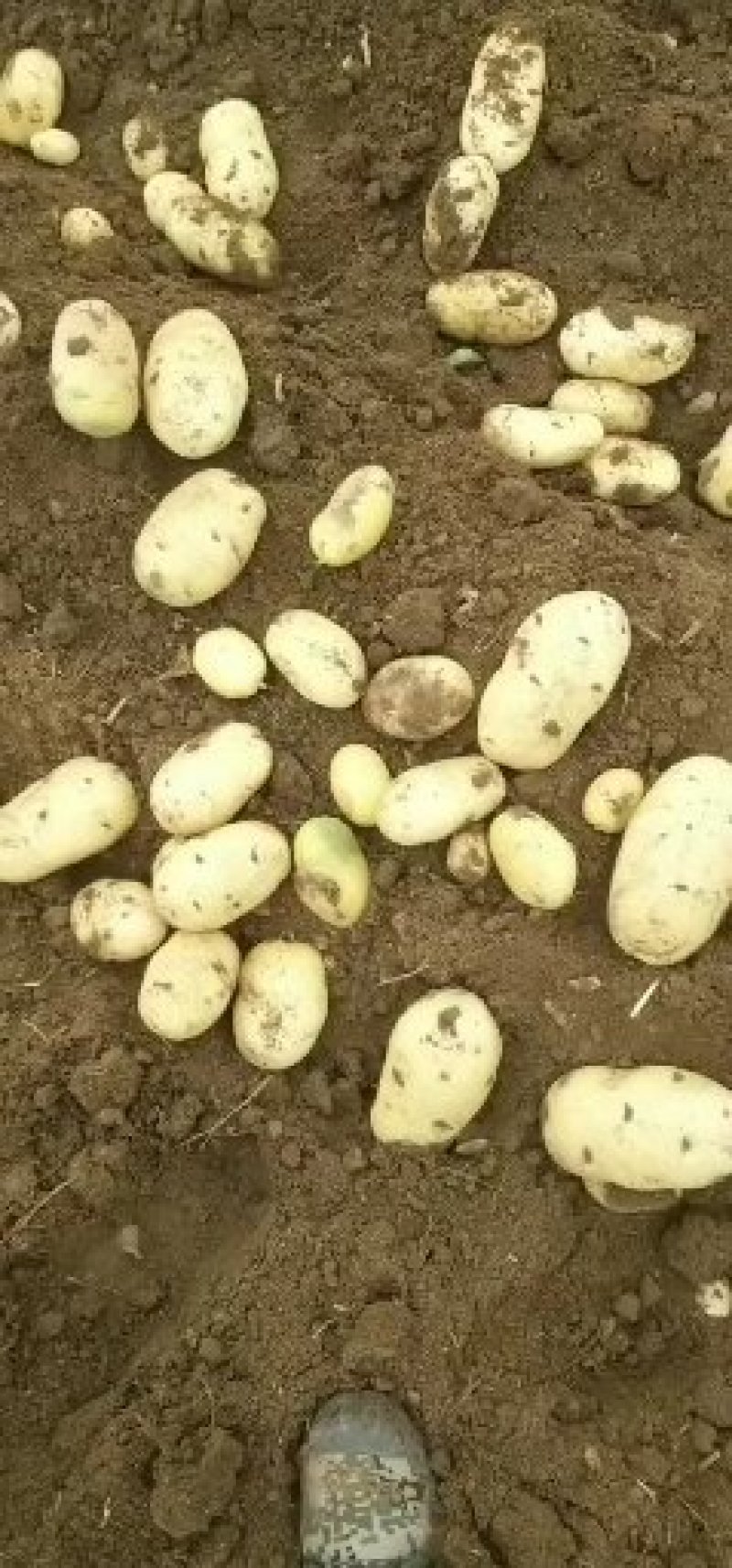 滕州大棚三模荷兰十五黄皮黄心