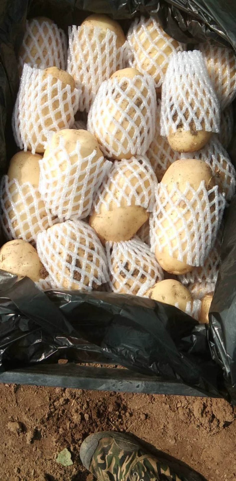 滕州大棚三模荷兰十五黄皮黄心
