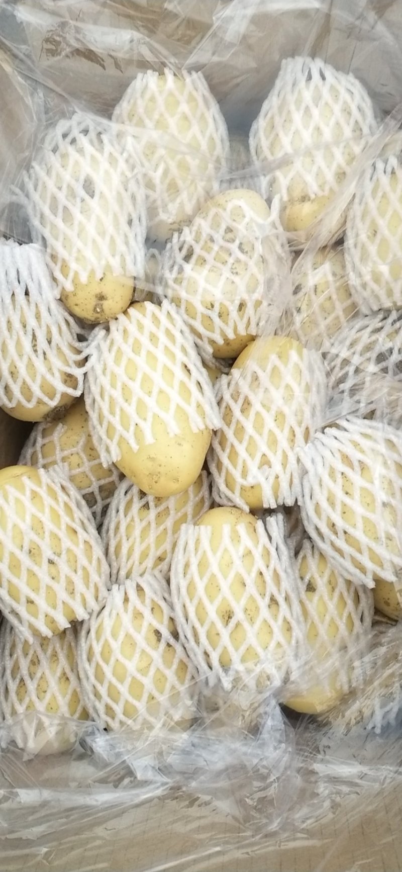 滕州大棚三模荷兰十五黄皮黄心