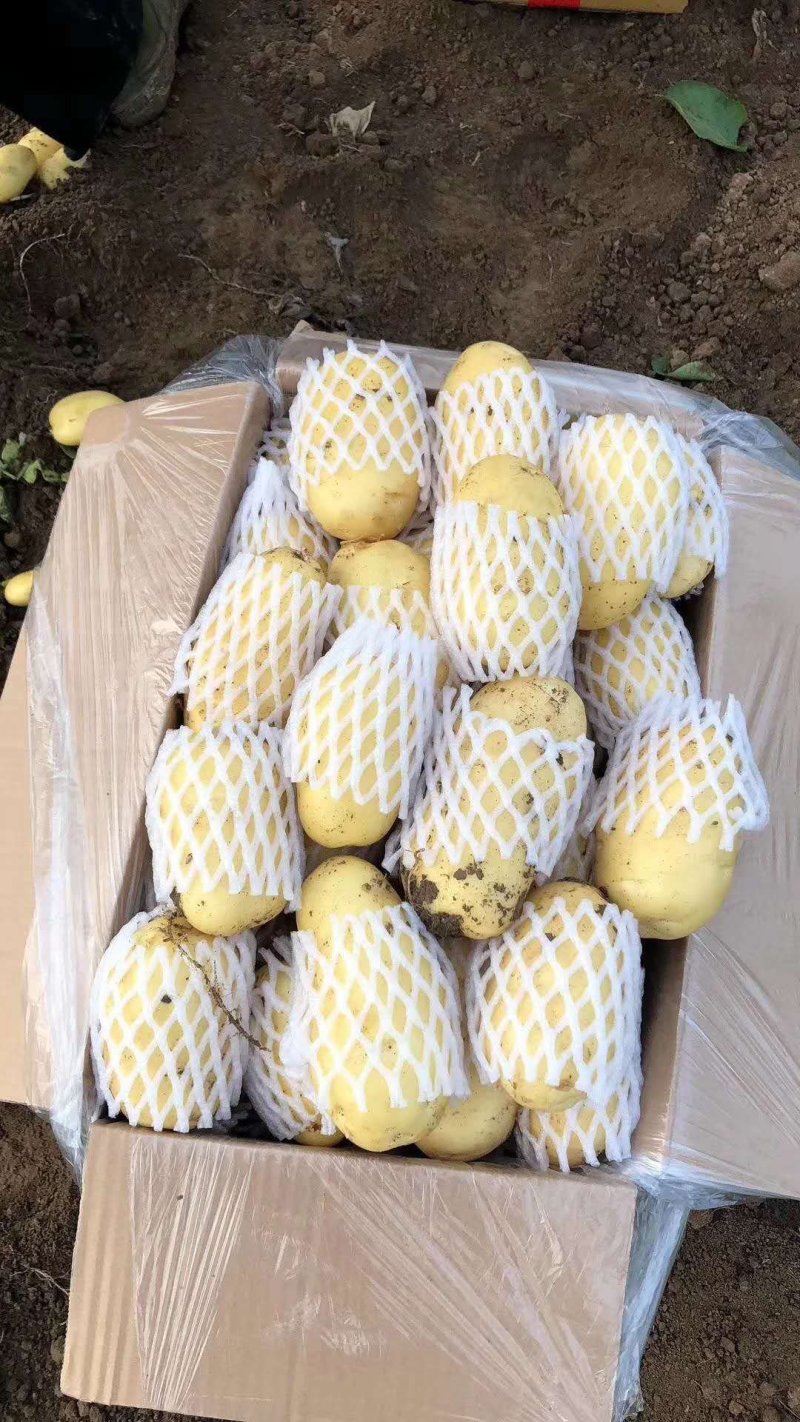 滕州大棚三模荷兰十五黄皮黄心