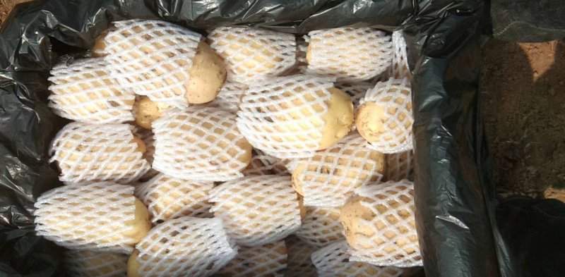 滕州大棚三模荷兰十五黄皮黄心