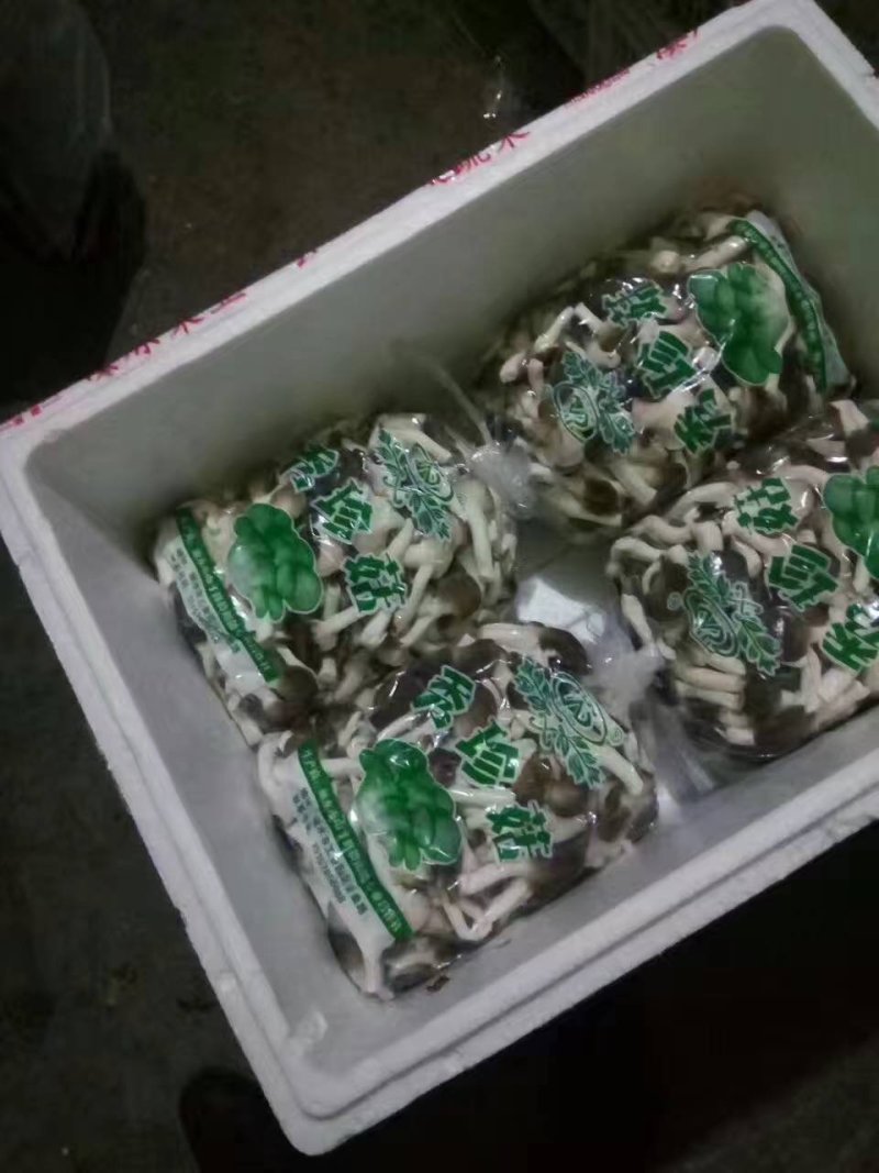 秀珍菇