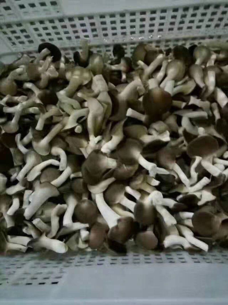 秀珍菇