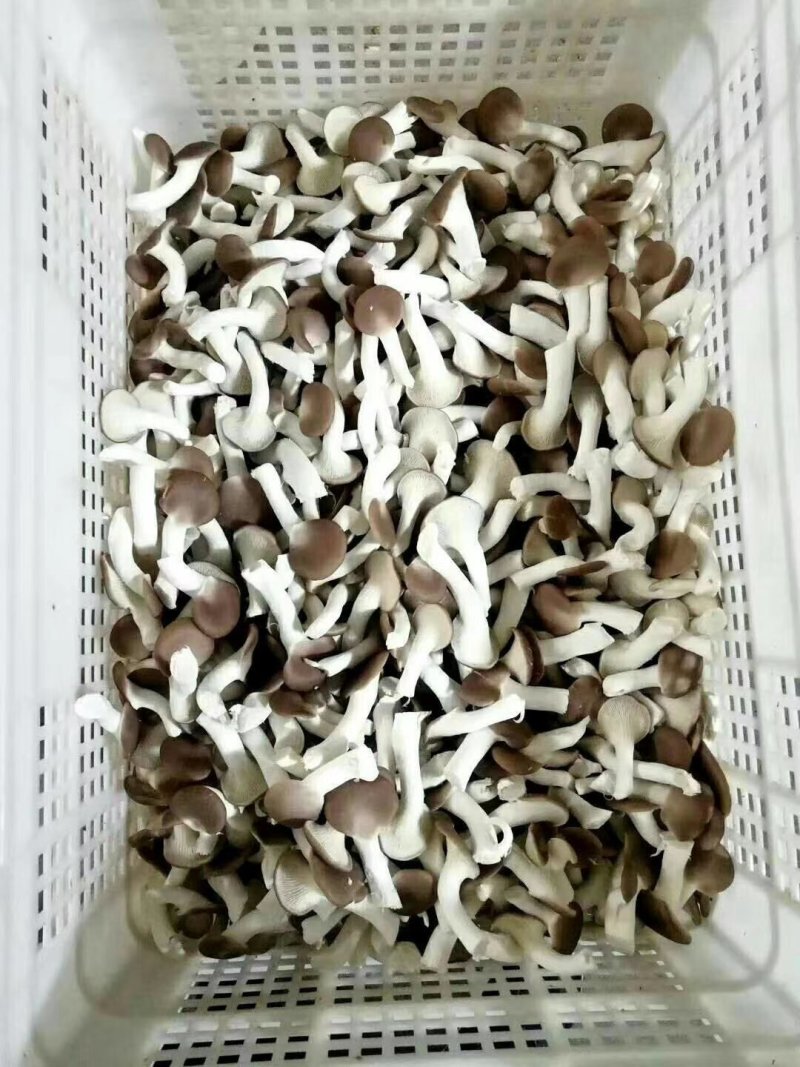 秀珍菇