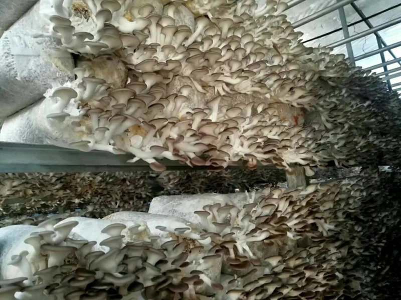 秀珍菇