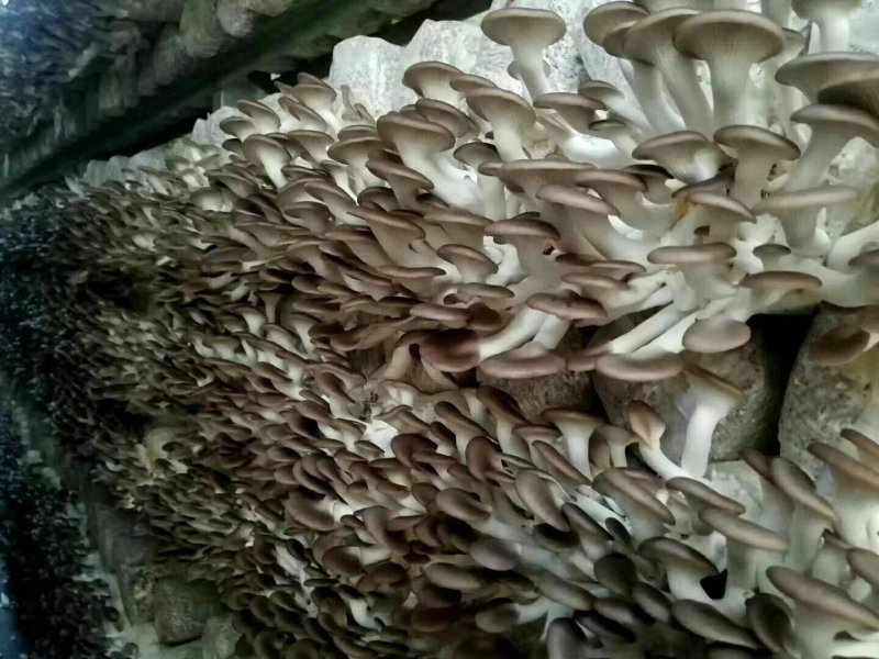 秀珍菇