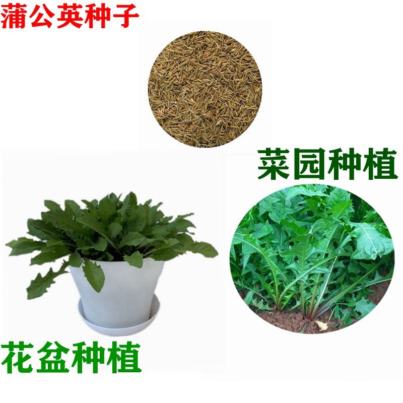 蒲公英种子婆婆丁籽春季野生菜四季盆栽易种菜园药材播种蔬菜