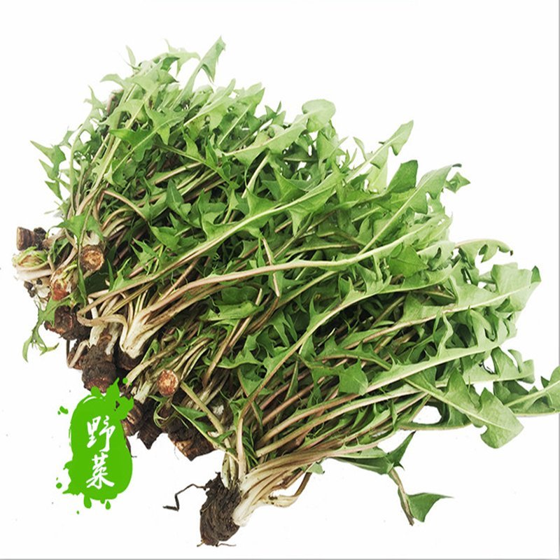 蒲公英种子婆婆丁籽春季野生菜四季盆栽易种菜园药材播种蔬菜