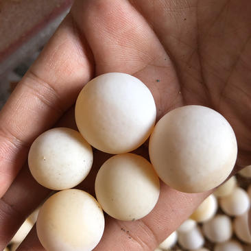 食用乌龟蛋甲鱼蛋受精蛋可孵化批发零售