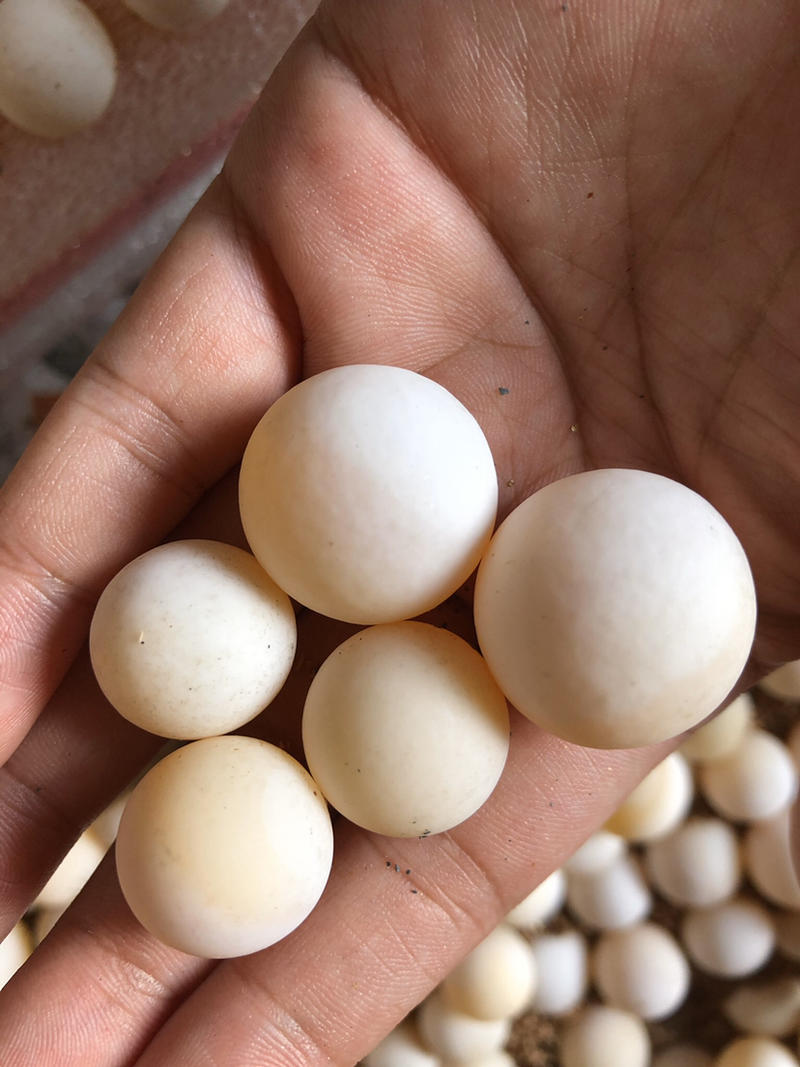 食用乌龟蛋甲鱼蛋受精蛋可孵化批发零售
