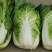 矮颗黄芯大白菜2-5斤净菜