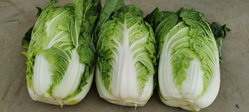 矮颗黄芯大白菜2-5斤净菜